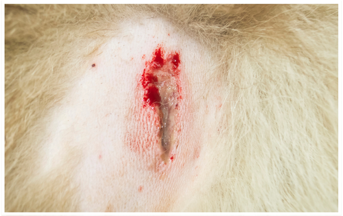 Feline Fight Wound Recovery